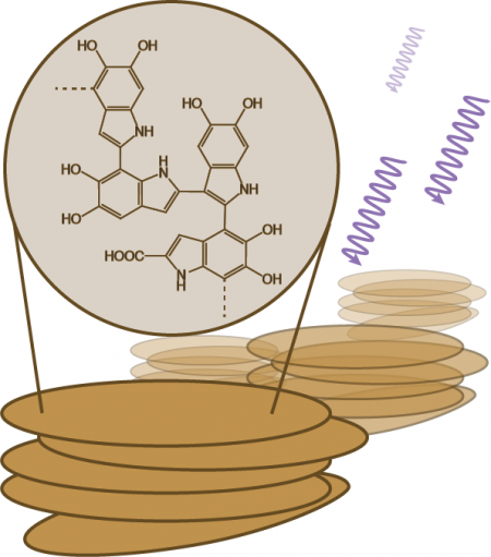 schematic of melanin