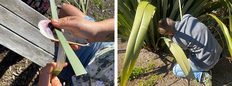Left: University of Canterbury PhD researcher Jaye Barclay traditionally extracts muka (harakeke fibre) using a mussel shell. Photo by Emma Dobbie. Right: University of Canterbury student Emma Dobbie harvests harakeke for fibre extraction and adsorption testing. Photo by Jaye Barclay.