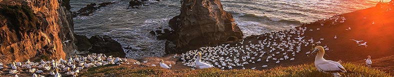 Auckland gannets