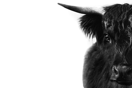 From farms to fuel: turning cow burps into clean energy - Annual Report 2025