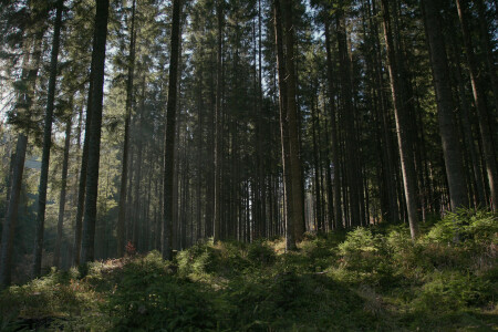 Nine Kiwi startups could offset emissions at the scale of NZ forests