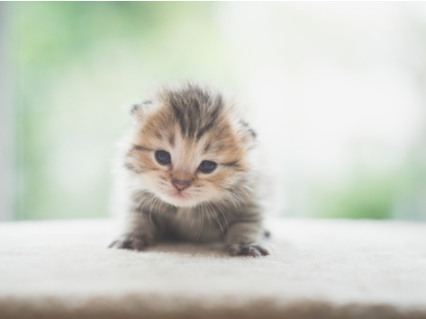 Kitteh